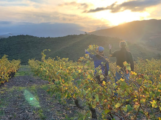 So much talk about “Natural” Wine… and why talking about it matters
